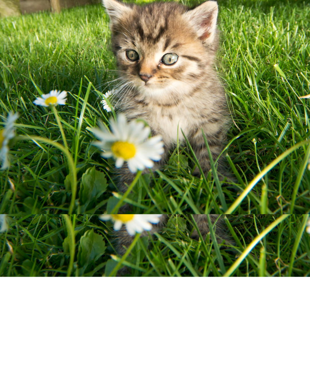 Picture for category Feline